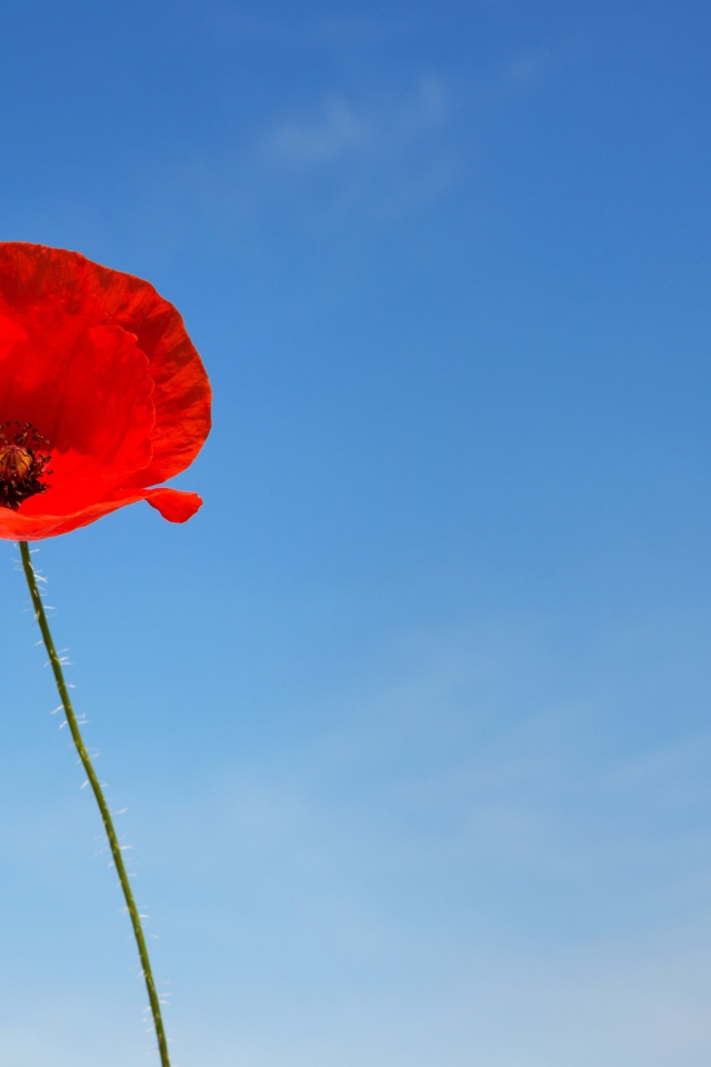 Два красных цветка мака на фоне голубого неба
