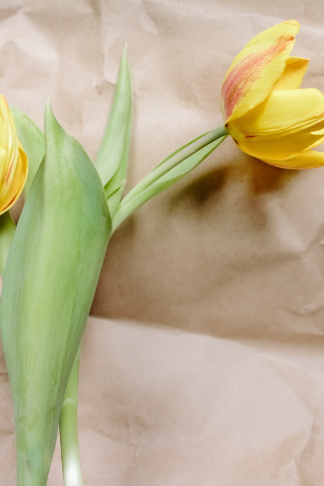 Два тюльпана лежат на бумаге 