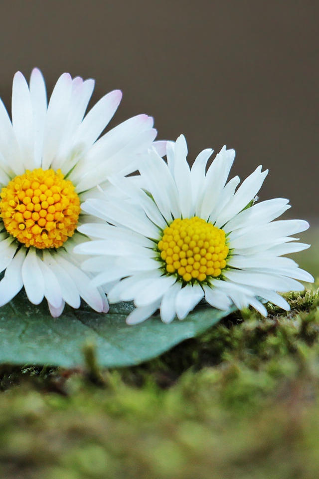 Две белые ромашки с зеленым листом 