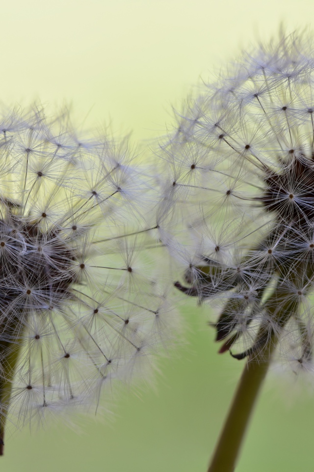 Два белых цветка одуванчика крупным планом