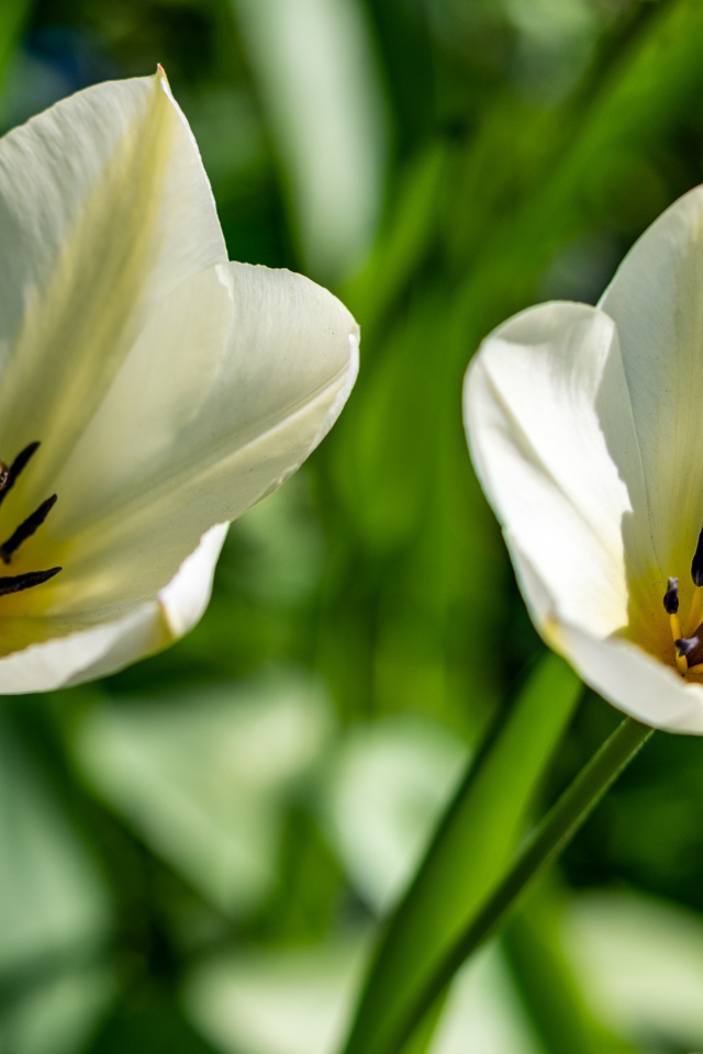 Два белых тюльпана крупным планом на клумбе 