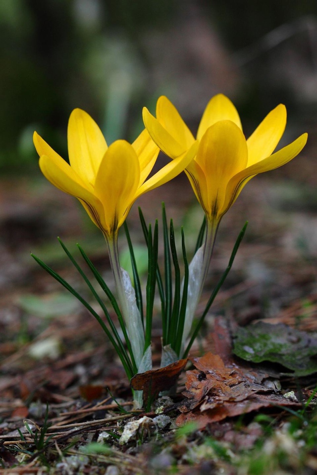 Два желтых цветка крокуса на холодной земле 