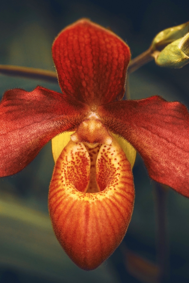 Необычная оранжевая орхидея с бутонами