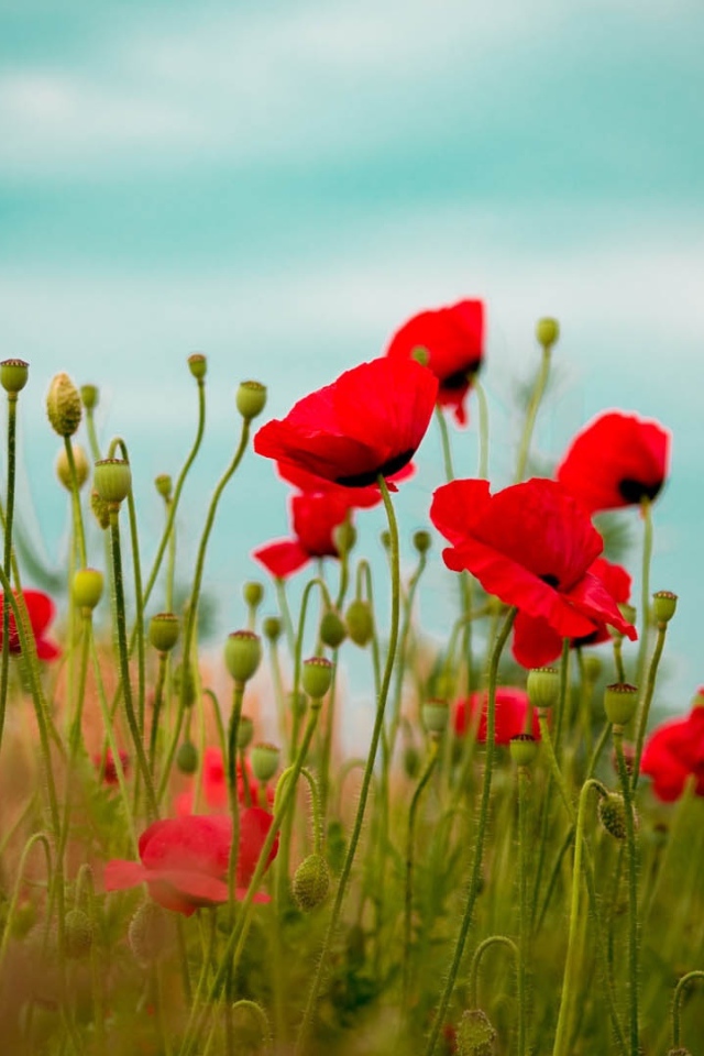 Пестрые красные маки на поле вечером