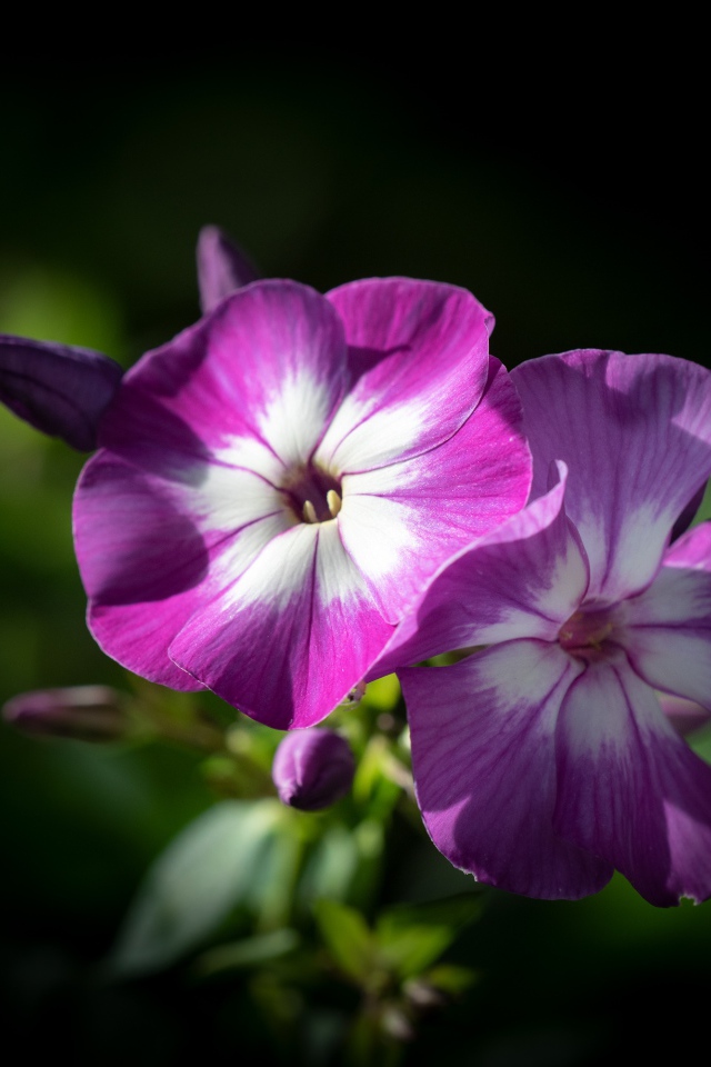 Фиолетовые цветы флоксы крупным планом