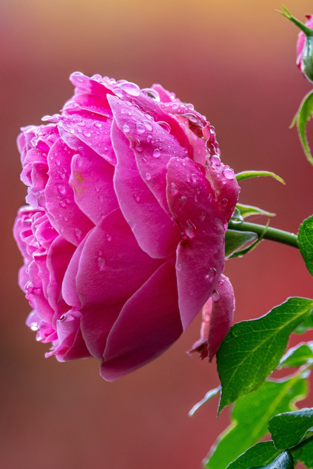 Мокрая розовая роза с бутоном крупным планом 