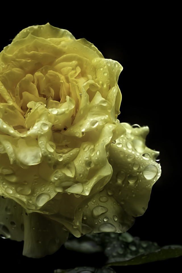 Мокрая желтая роза на черном фоне крупным планом