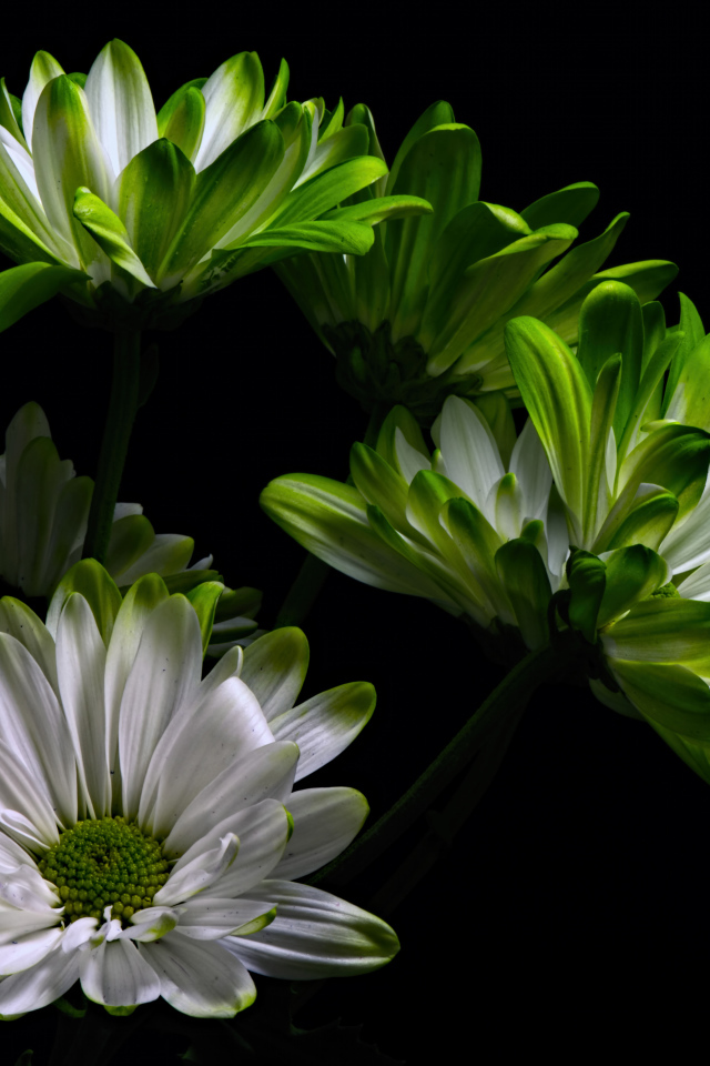 Бело-зеленые цветы хризантемы на черном фоне 