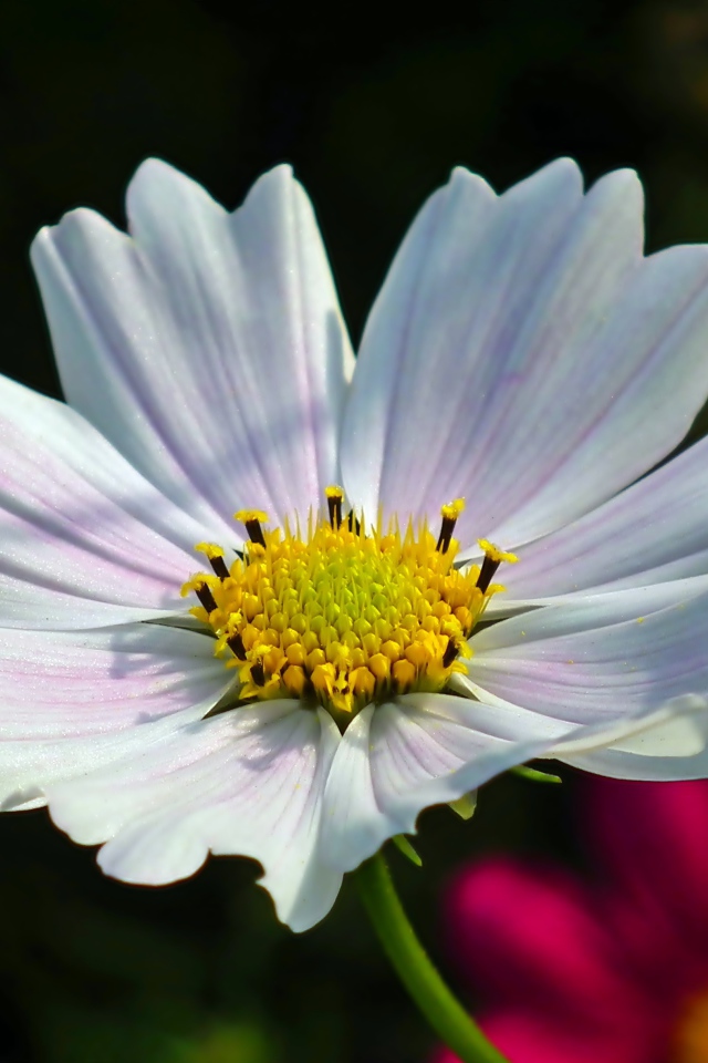 Белый цветок Космеи в лучах солнца