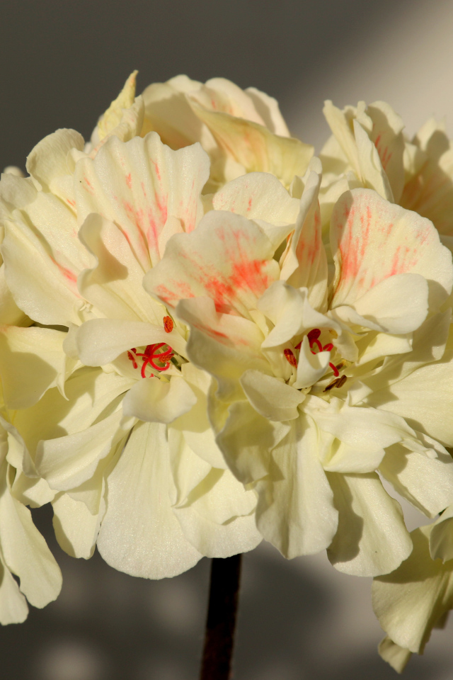 Белые цветы пеларгония крупным планом 