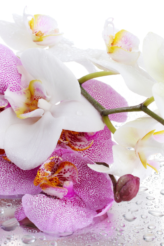 White and pink orchid flowers on a wet white background