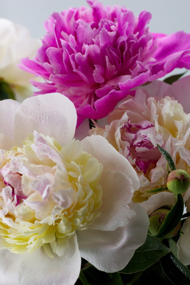 Белые и розовые цветы пиона крупным планом