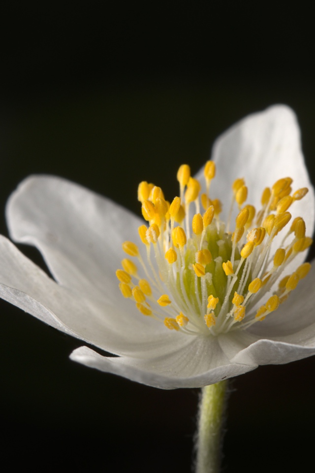 Белый цветок анемона на черном фоне 