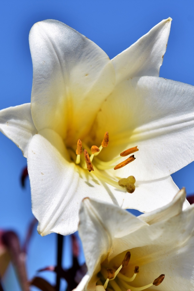 Белый красивый цветок лилии на фоне голубого неба
