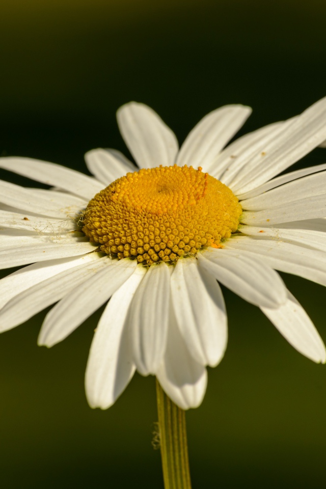 Белая ромашка с желтой серединкой в лучах солнца крупным планом