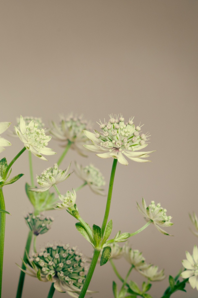Белые цветы сельдерея на сером фоне