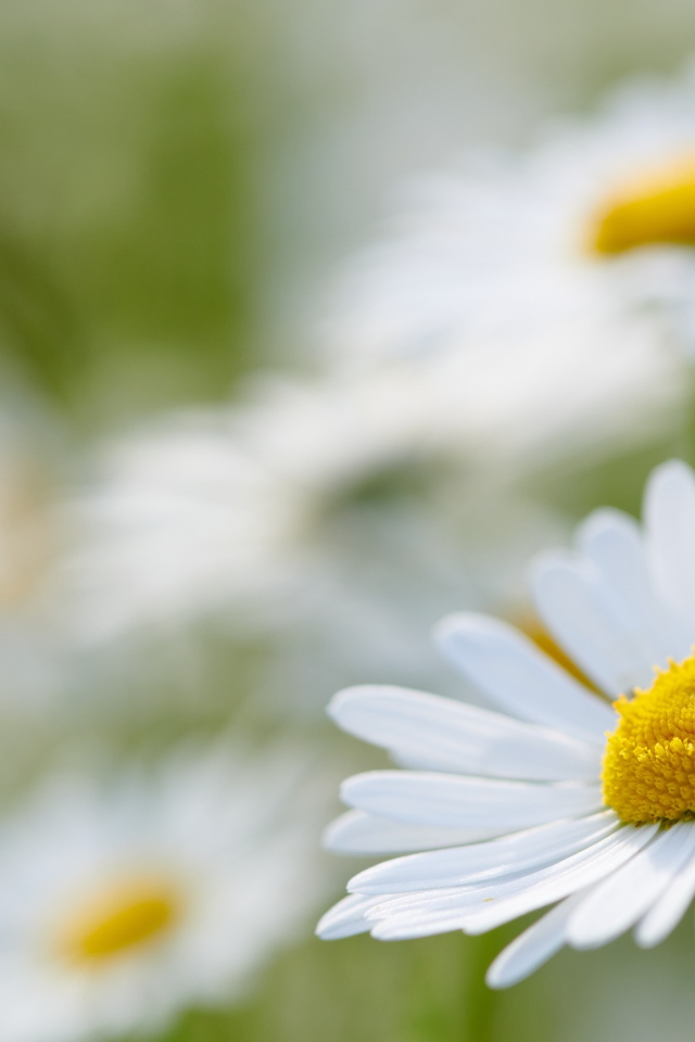 Белая ромашка на поле крупным планом