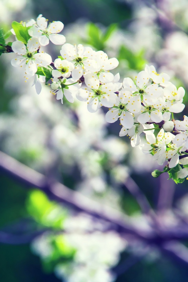 Белые цветы вишни на ветке крупным планом 