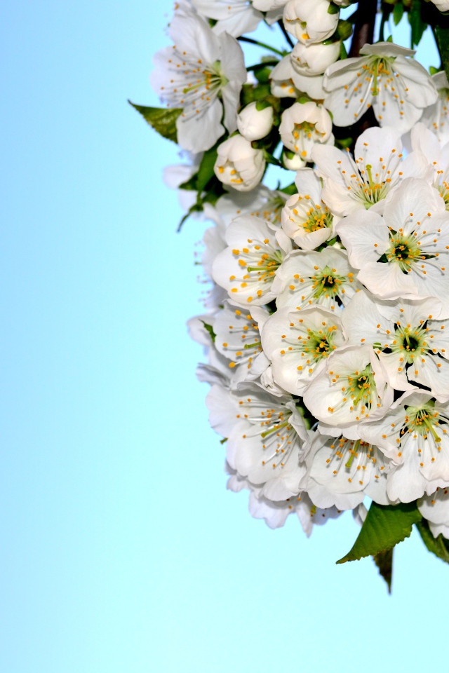 Белые цветы черешни с зелеными листьями на голубом фоне