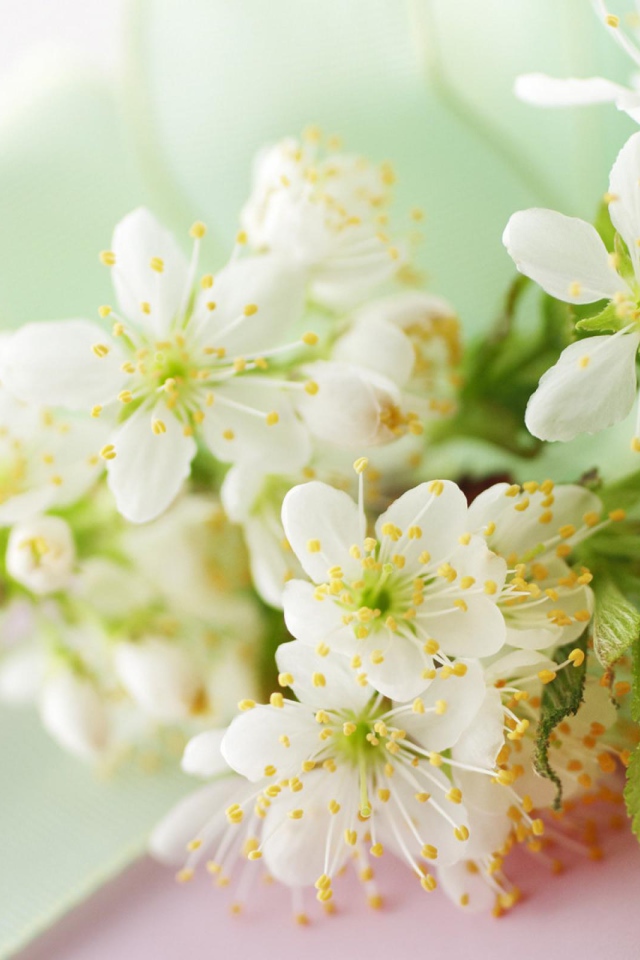 Белые цветы черешни с зелеными листьями на столе с лентой