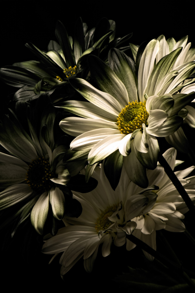 Белые цветы хризантемы на черном фоне