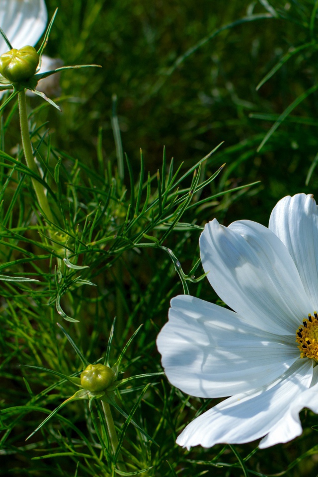 Белые цветы космея с бутонами в зеленых листьях 