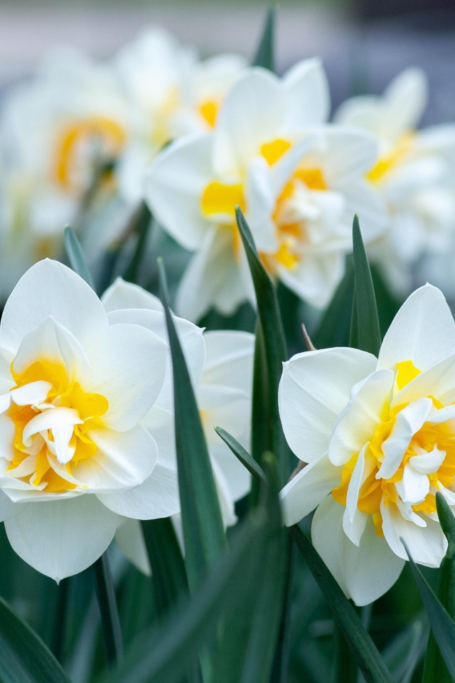 Белые нарциссы с зелеными листьями на клумбе 