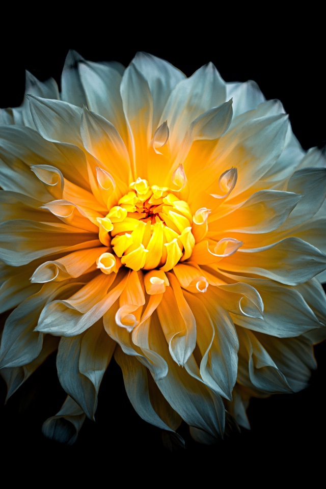 Белый цветок георгины с желтой серединкой на черном фоне