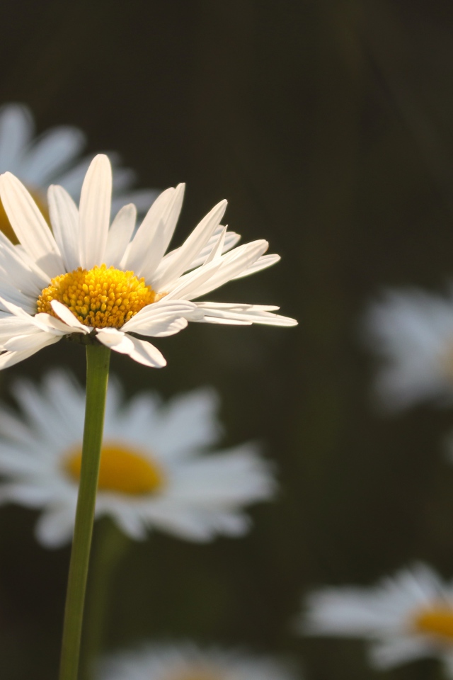 Белые ромашки в лучах солнца на поле
