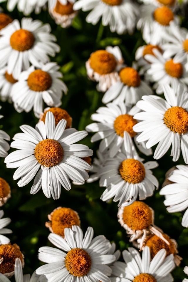 White daisies with a yellow center close-up