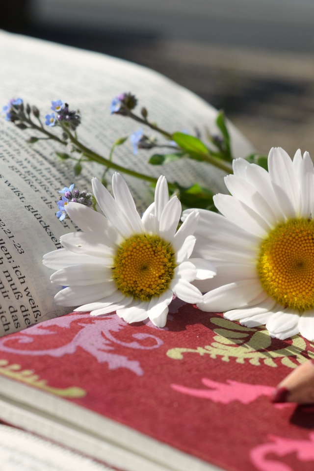 Белые ромашки с блокнотом и карандашом на книге 