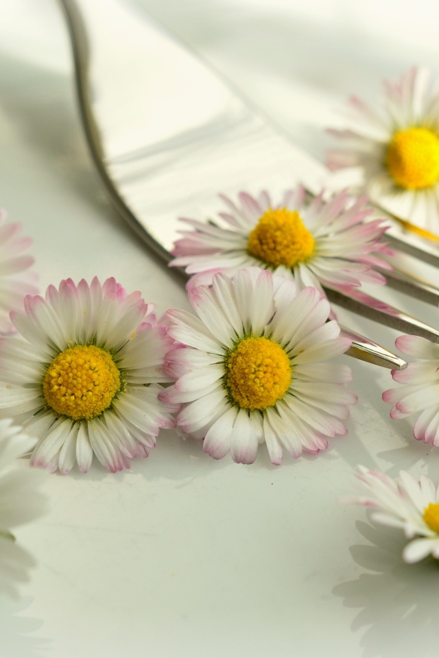 Белые маргаритки с желтыми серединками на столе с вилкой