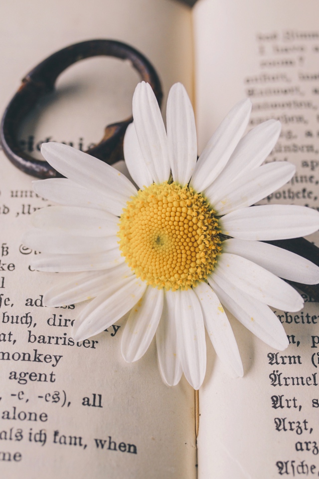 Белая ромашка с ключом лежат на книге