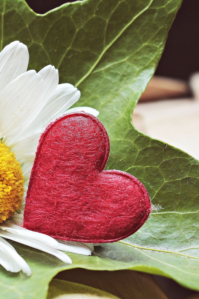 Белая ромашка с красным сердцем на листе