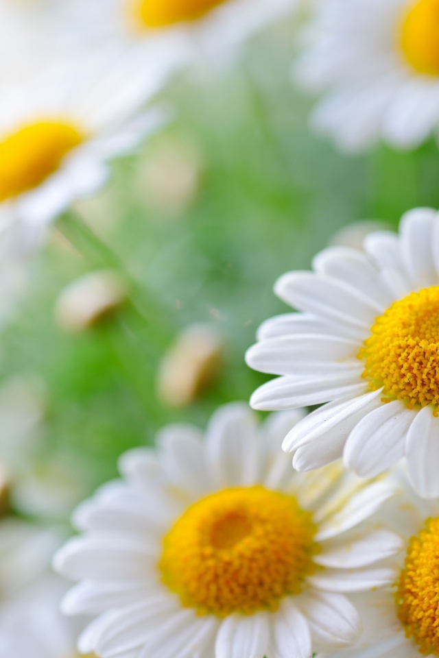 Белая ромашка с белыми лепестками в пыльце