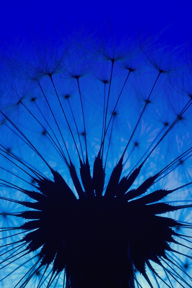 Белый одуванчик на фоне голубого неба в сумерках