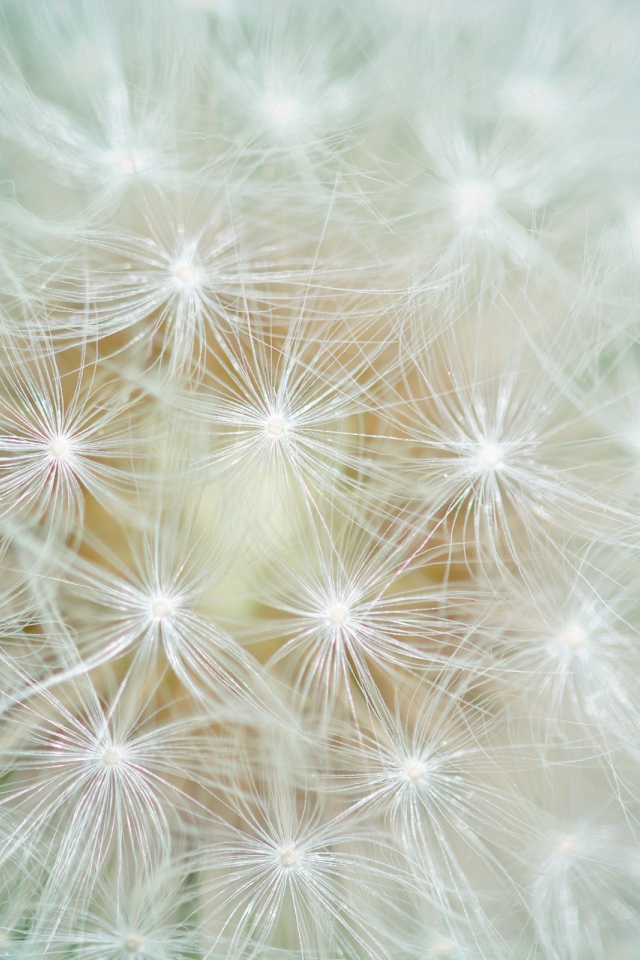 Белый цветок одуванчика крупным планом