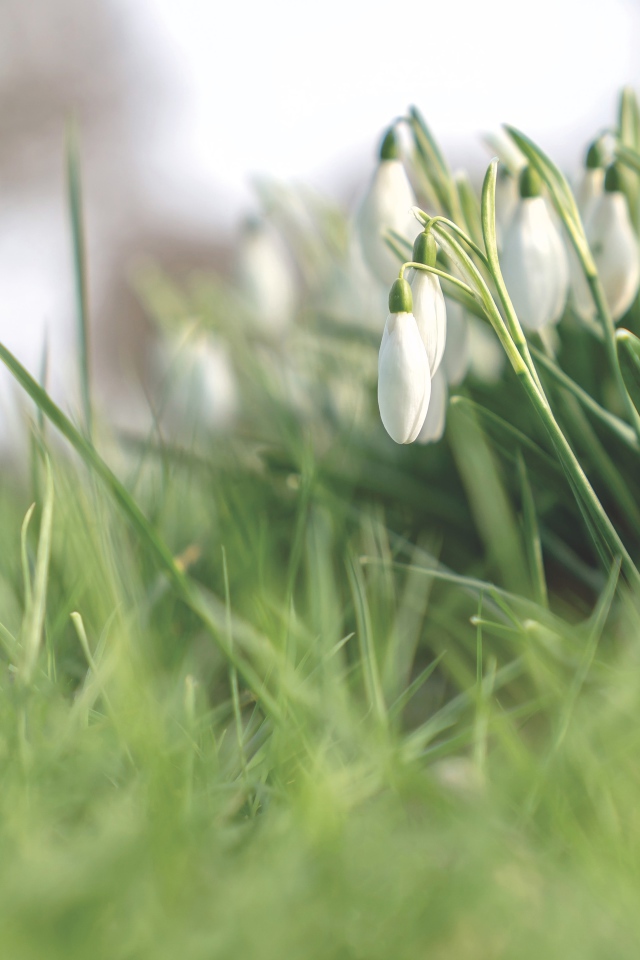 Белые нежные весенние цветы подснежники 