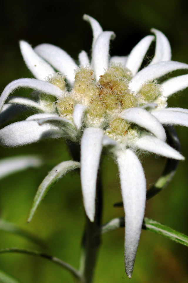 Белые цветы эдельвейса крупным планом 