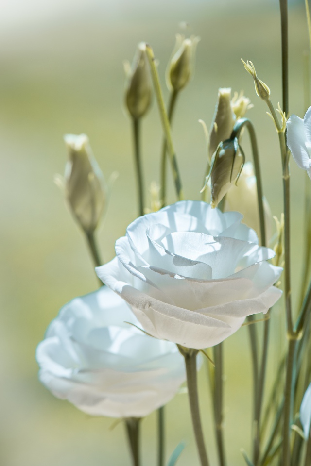 Белые цветы эустома с бутонами крупным планом