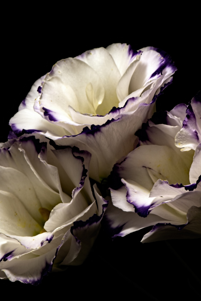 Белые цветы эустома с фиолетовыми концами на лепестках на черном фоне