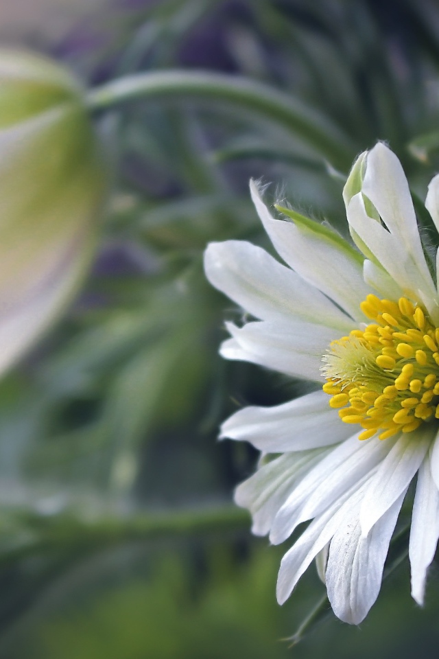 Белые цветы прострела с зелеными листьями