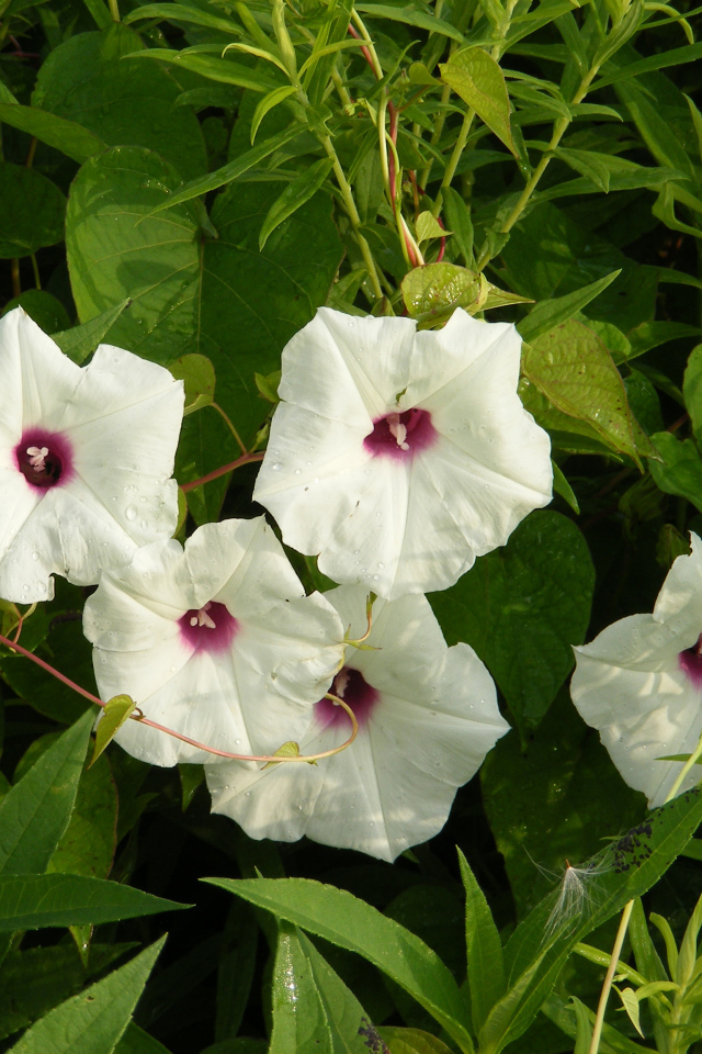 Белые цветы ипомеи в зеленых листьях 