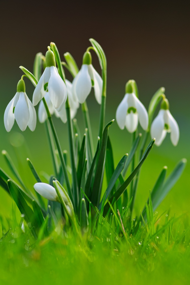 Белые цветы подснежников с зелеными листьями в траве 