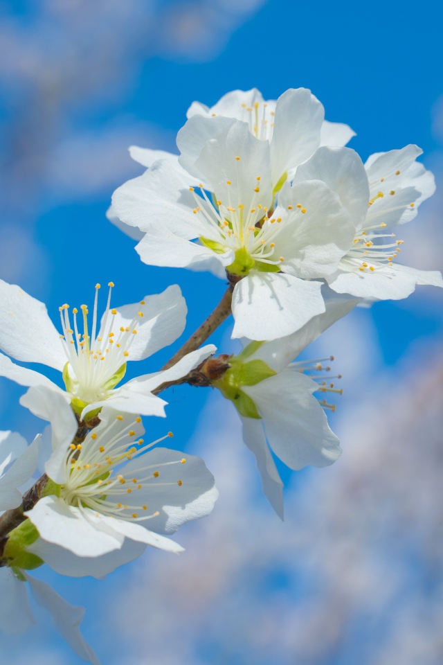 Белые цветы на ветке дерева на фоне неба