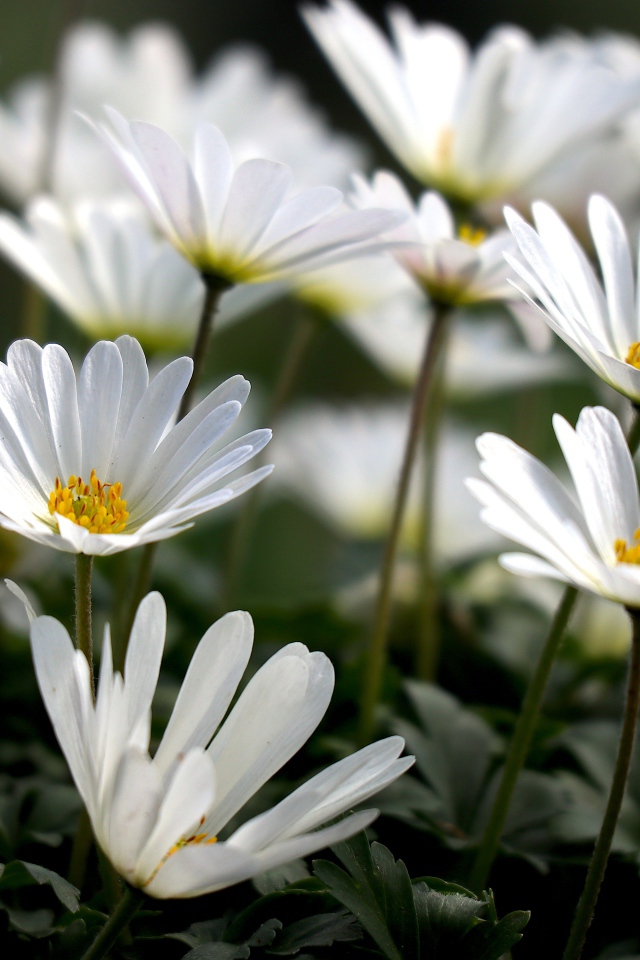 Белые цветы остеоспермум на клумбе 