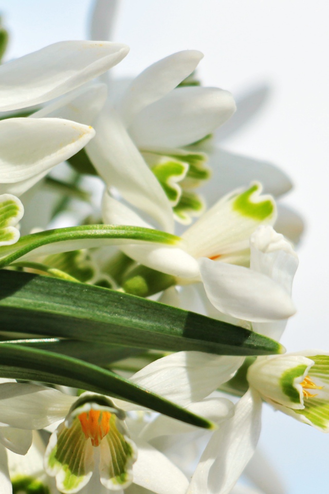 Белые цветы подснежники с зелеными листьями на белом фоне