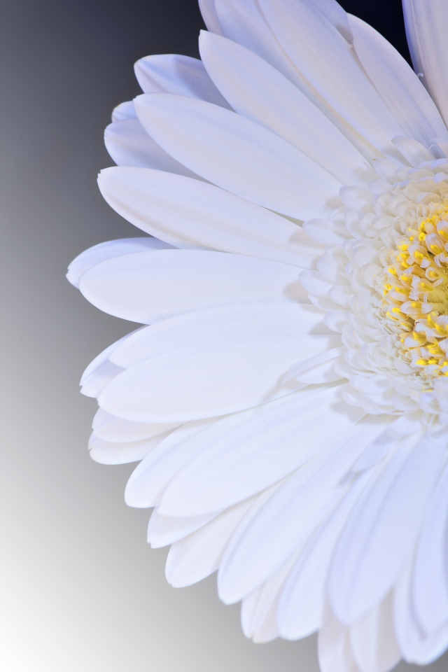 Белый цветок гербера на сером фоне крупным планом