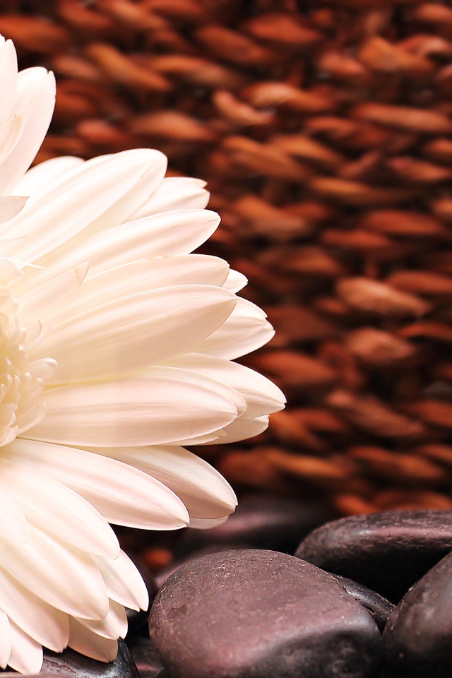 Белая гербера с черными камнями