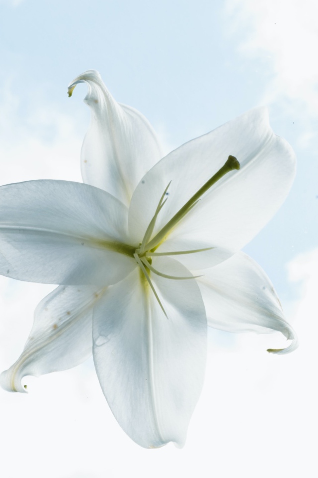 Белый цветок лилии на фоне неба